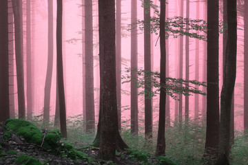Dreamy purple color foggy woods