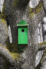 Green bird house waiting for new occupants at an old oak