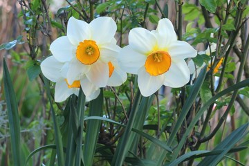 Obraz premium Daffodil