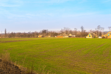 Fototapeta premium Wheat field