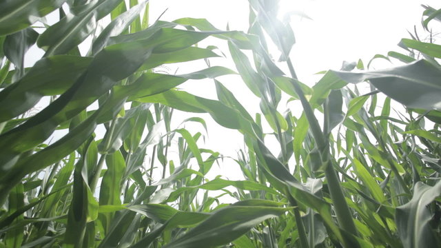 dollyshot in cornfield