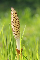 Horsetail - Equisetum