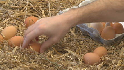 gathering eggs