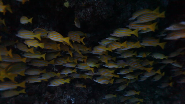 snappers