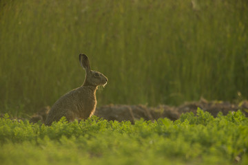 Lepus europaeus - European brown hare