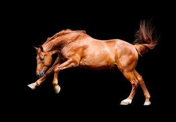Galloping chestnut horse, isolated on black background