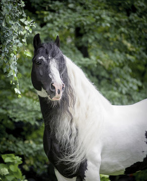 tinker horse with long white mane