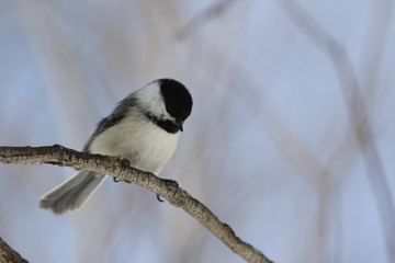 Obraz premium Mésange à tête noire