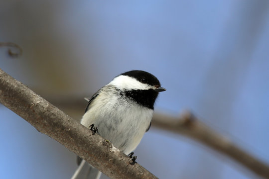 M&eacute;sange &agrave; t&ecirc;te noire