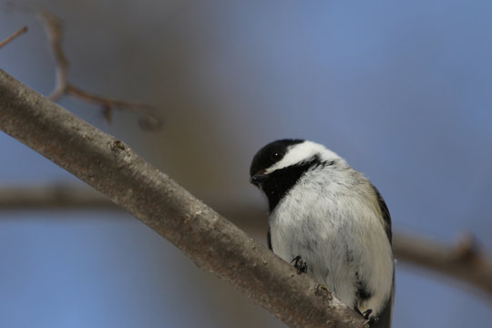 M&eacute;sange &agrave; t&ecirc;te noire