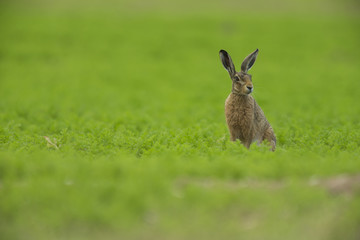 Lepus europaeus - European brown hare