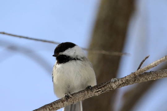 M&eacute;sange &agrave; t&ecirc;te noire