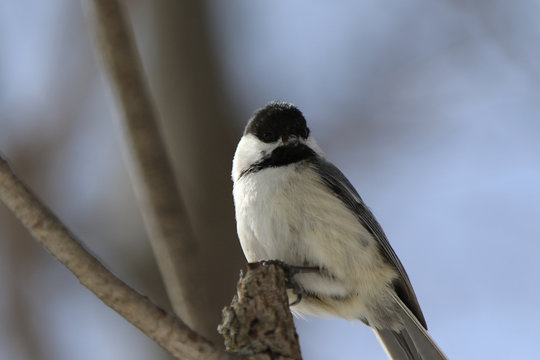 M&eacute;sange &agrave; t&ecirc;te noire
