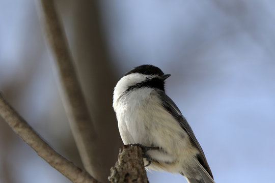 M&eacute;sange &agrave; t&ecirc;te noire