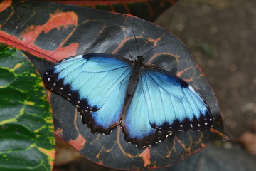 Fototapeta na wymiar Blue Morpho butterfly lands at the garden restaurant