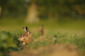 Lepus europaeus - European brown hare