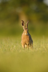 Lepus europaeus - European brown hare