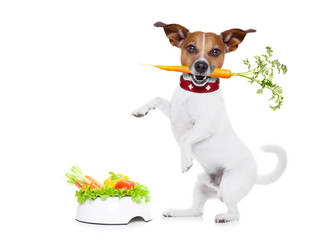 hungry dog with healthy bowl