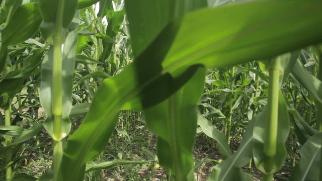 Agriculture dollyshot in cornfield