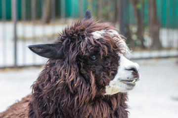 cute lama alpaca animal closeup portrait