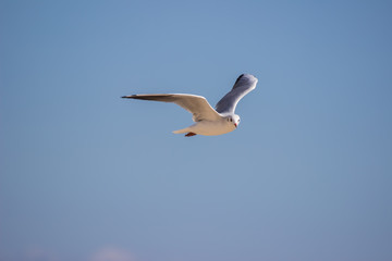 White sea gull flying in the blue sky