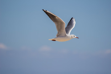 Fototapeta na wymiar White sea gull flying in the blue sky