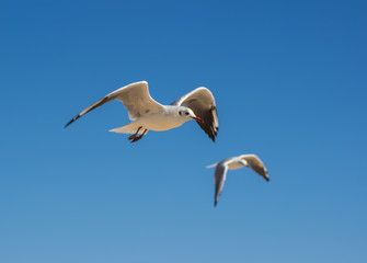 Fototapeta na wymiar White sea gull flying in the blue sky