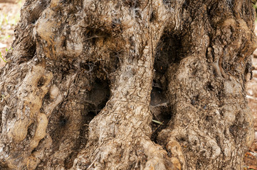 Tree trunk texture