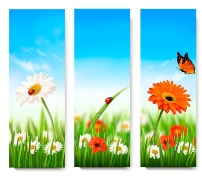 Nature summer banners with colorful flowers and butterfly. Vecto