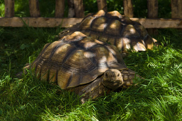 Obraz premium Big turtle in the grass.