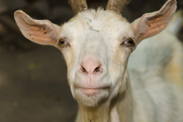 Goat head close-up. Focus on the nose.