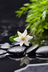 gardenia with green plant on therapy stones