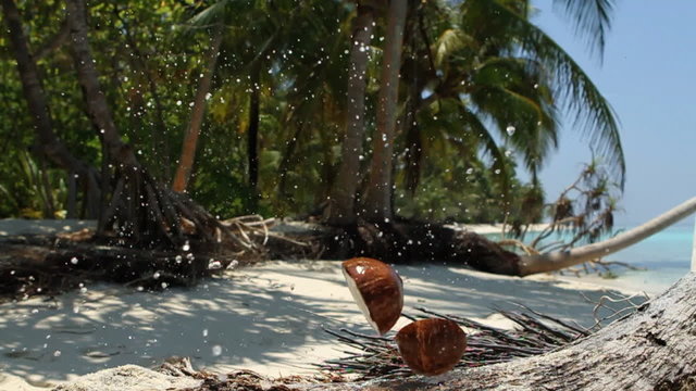 falling coconut wider
