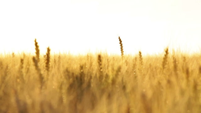 ripe wheat field shallow DOF