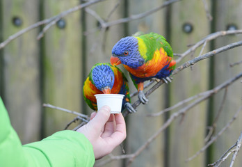 Gebirgslori füttern