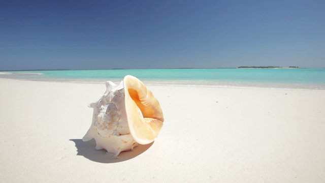 big shell on sandy beach