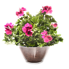 Royal pelargonium flowers - Pelargonium grandiflorum in the pot