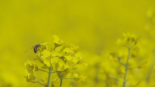 bee and rape flowers selective focus