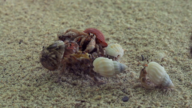 many hermit crabs feeding
