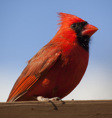 Male cardinal resting on wood