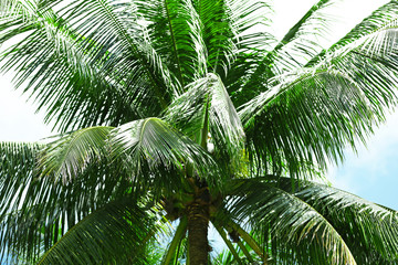 Obraz premium Green leaves of exotic palm trees