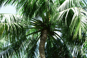 Obraz na płótnie Canvas Green leaves of exotic palm trees
