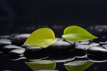 Green leaf with zen stones on wet black background - Powered by Adobe