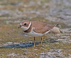 Semipalmated Plover