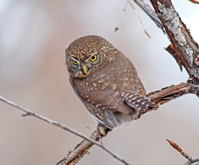 Northern Pygmy-Owl