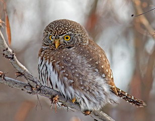 Northern Pygmy-Owl