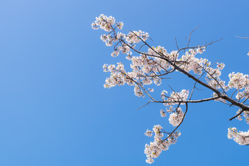 満開の江戸彼岸桜と青空