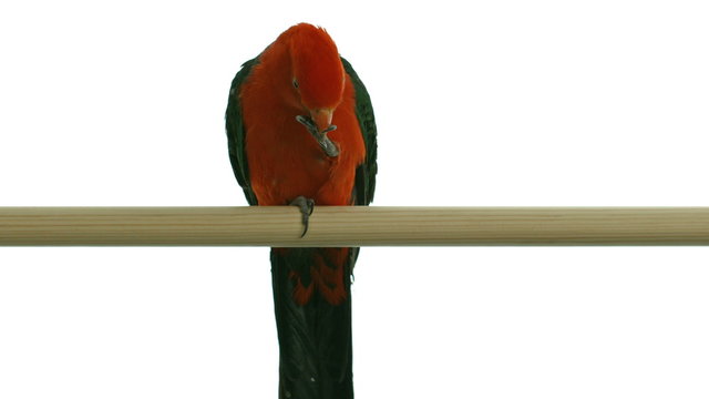 king parrot eating nut isolated on white