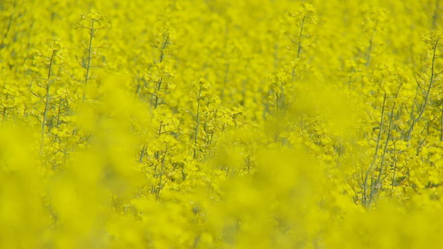 shot transition colorful rapefield close 1