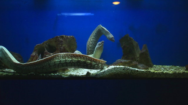 Group of moray eels swimming in aquarium